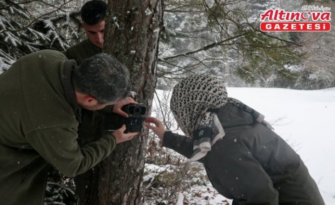 Bolu'da yaban hayvanları için doğaya yem bırakıldı
