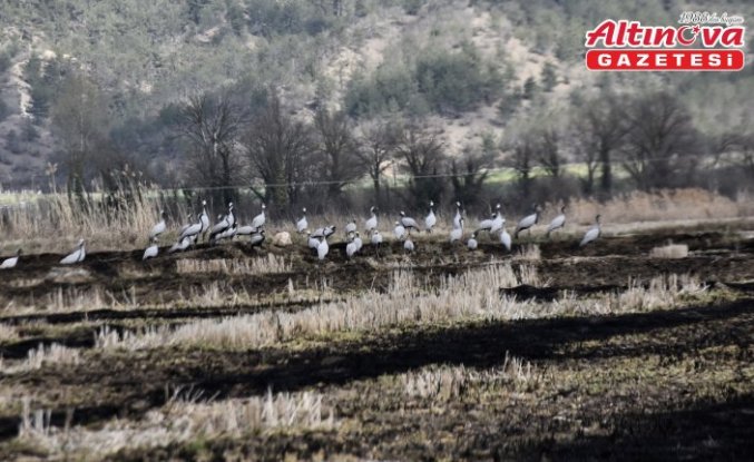 Göç yolundaki turnalar Sinop’taki Cuma Ovası'nda görüntülendi