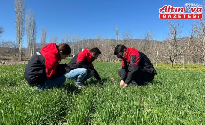 Göynücek'te tarım alanlarına yönelik fizyolojik inceleme yapıldı