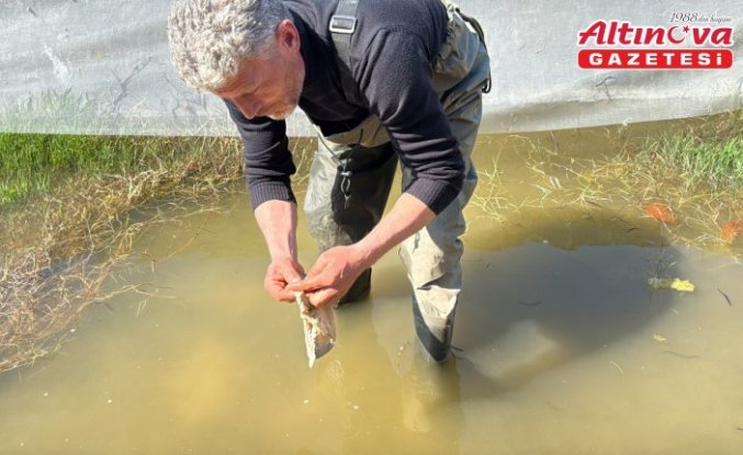 Tıbbi sülük avcılığı için soğuk suyun içinde saatler geçiriyor