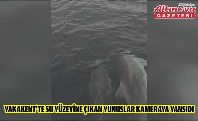 Yakakent'te su yüzeyine çıkan yunuslar kameraya yansıdı