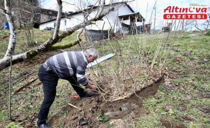 Giresun'da köy kooperatifinde sertifikalı 3 bin fındık fidanı üretildi