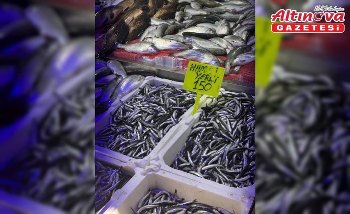 Samsun'da hamsinin kilogramı 150 liradan satılıyor