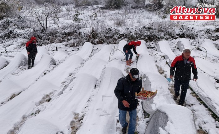 Alaçam'da kar altında çilek hasadı yapıldı