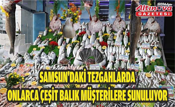 Samsun'daki tezgahlarda onlarca çeşit balık müşterilere sunuluyor
