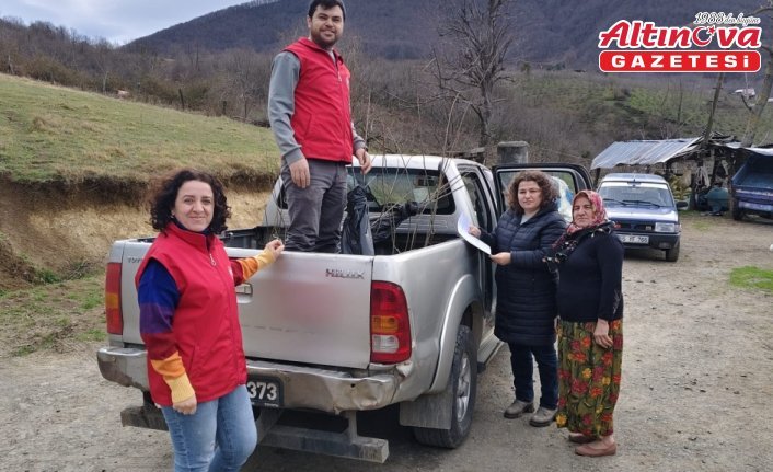 19 Mayıs ilçesinde kestane üretimini artırmak için çalışma yürütülüyor