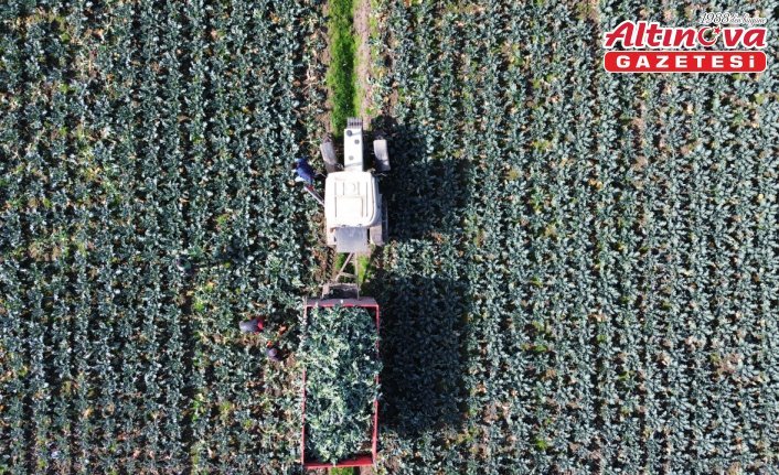 Bafra Ovası'nda brokoli hasadı devam ediyor