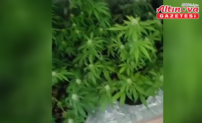 Samsun'da dolapta iklimlendirme sistemi kurup uyuşturucu üreten 3 zanlı yakalandı