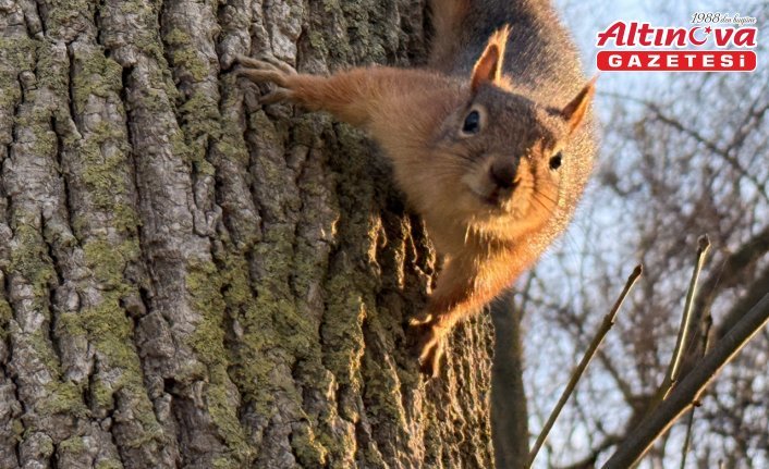 Alaçam'da mesire alanında sincap görüntülendi