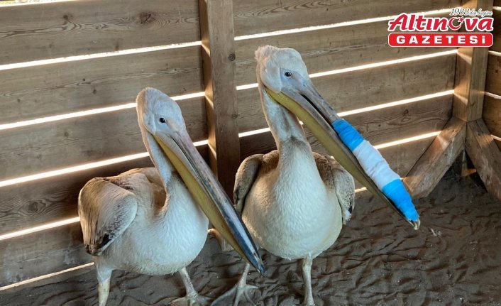 Samsun'da tedavileri tamamlanan pelikanlar doğaya salındı