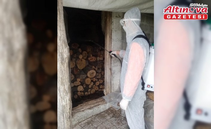 19 Mayıs'ta kahverengi kokarca ile mücadele çalışmaları devam ediyor