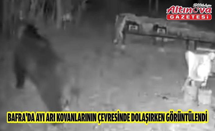 Bafra'da ayı arı kovanlarının çevresinde dolaşırken görüntülendi