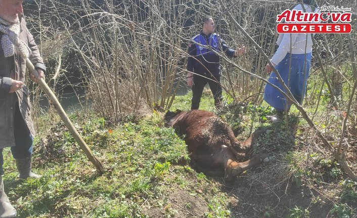 Samsun'da zabıta ekipleri kanala düşen ineği kurtardı