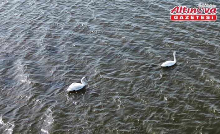 Samsun Kızılırmak Deltası'nda kuşların kuluçka dönemi başladı