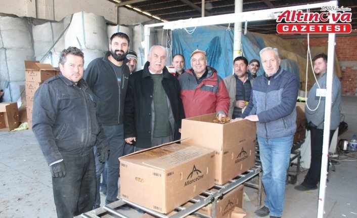 Samsun'da tütün alımı devam ediyor