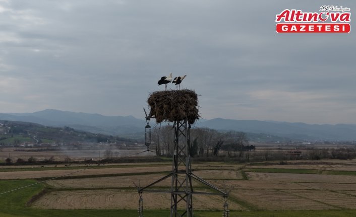 Alaçam'da yüksek gerilim hattına yuva yapan leylekler görüntülendi