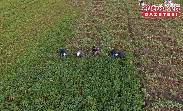 Samsun'un Alaçam ilçesinde “Bedeş turpu“nun hasadı sürüyor