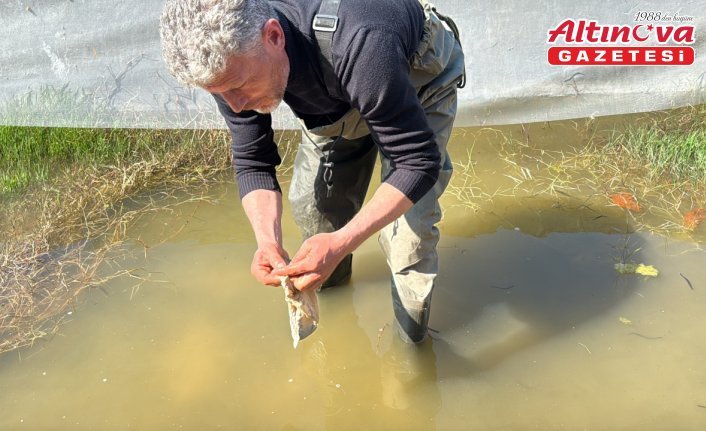 Tıbbi sülük avcılığı için soğuk suyun içinde saatler geçiriyor