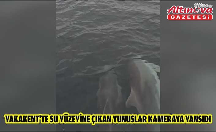 Yakakent'te su yüzeyine çıkan yunuslar kameraya yansıdı