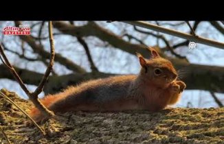 Alaçam'da mesire alanında sincap görüntülendi