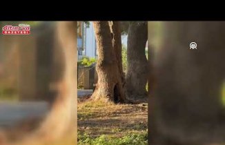 Alaçam'da sincapların birbirini kovalaması kameraya yansıdı