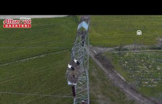 Alaçam'da yüksek gerilim hattına yuva yapan leylekler görüntülendi