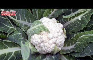 Bafra Ovası'nda karnabahar hasadı sürüyor