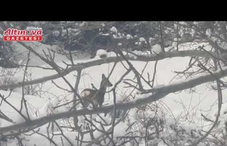 Çorum'da ormanlık alanda yiyecek arayan karacalar görüntülendi