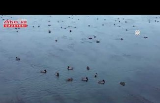 Kızılırmak'taki yaban ördeği yoğunluğu dronla görüntülendi