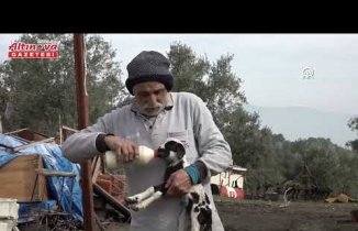 Manisa'da bir koyun beşiz yavruladı