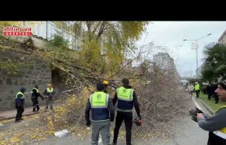 Samsun'da rüzgarda devrilen ağaç iki araca zarar verdi