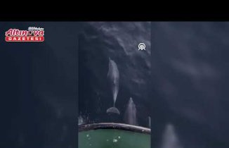 Yakakent'te balıkçı teknesine eşlik eden yunuslar kamerada